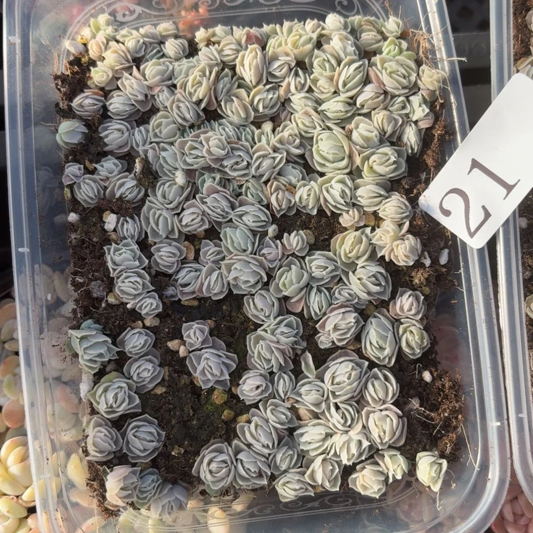 多肉植物多肉植物21