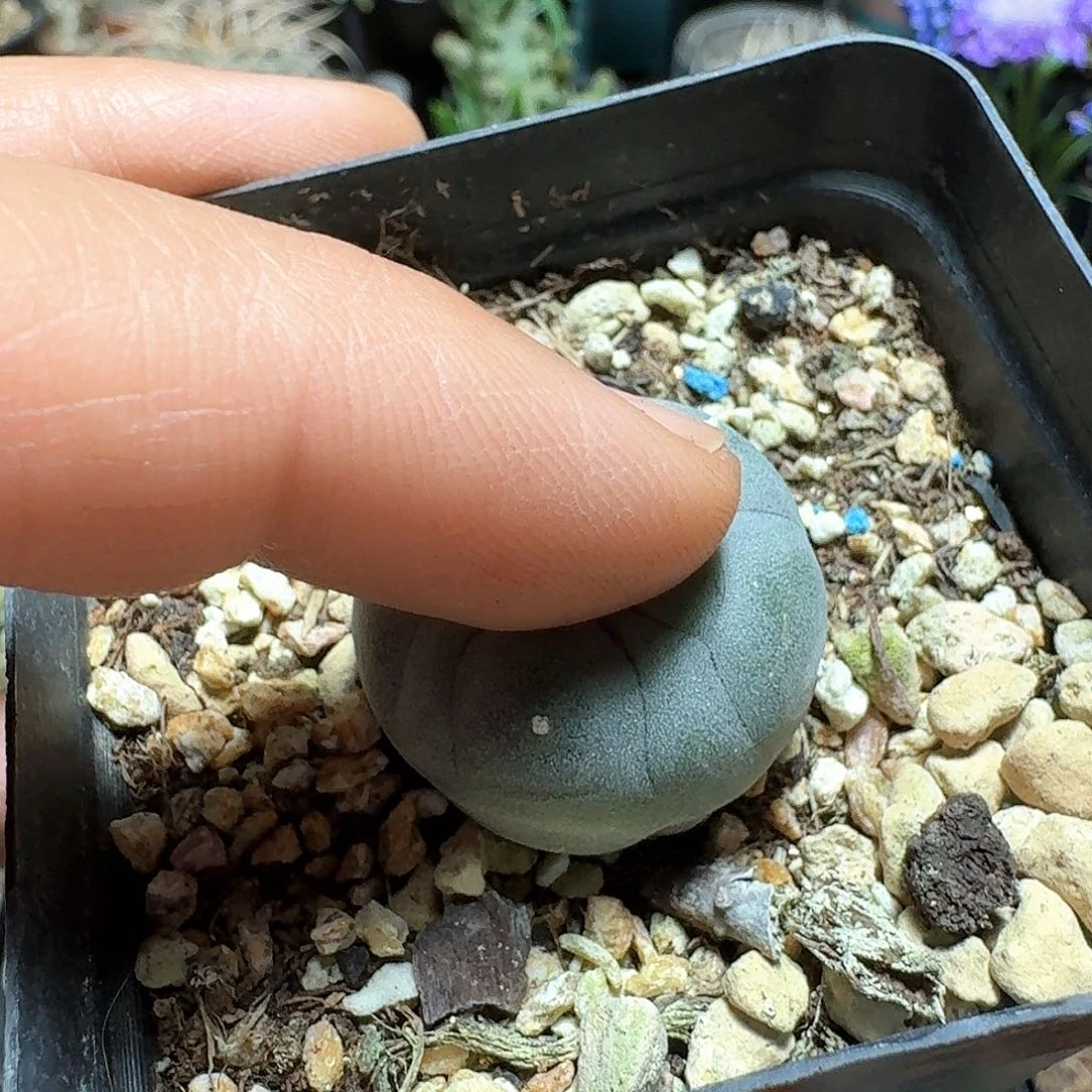 398蓝白肌银鱼脱土发货