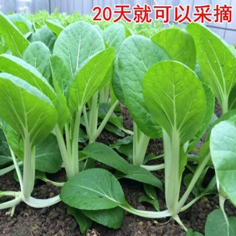 【全店满5元包邮】四季易种植小白菜种子种籽家庭园艺种植蔬菜种子