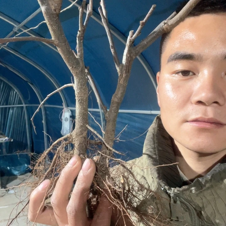 原生大花彩玉海棠花一颗