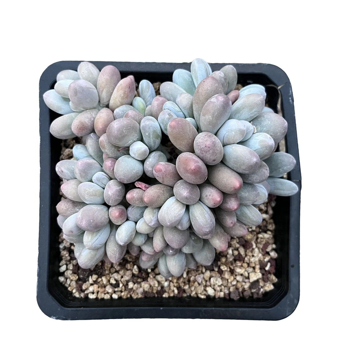 强子精品多肉 汤圆 多肉植物 精控精养 净化 空气 美化环境