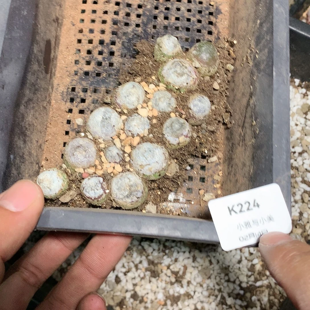 玉*儿K224多肉植物保护