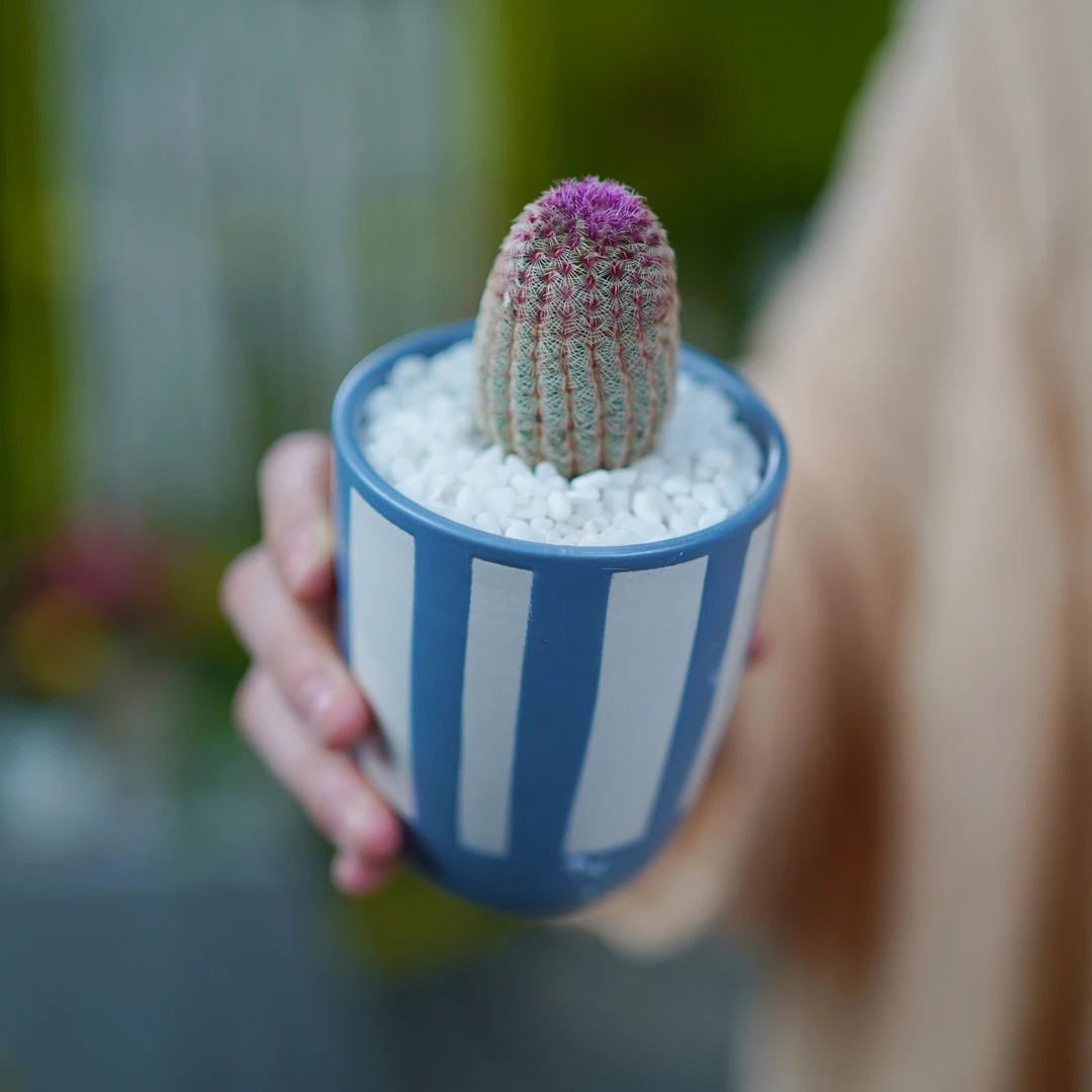 仙人球多肉植物仙人掌沙漠景观耐干易养精致百搭轻奢高级礼盒成品