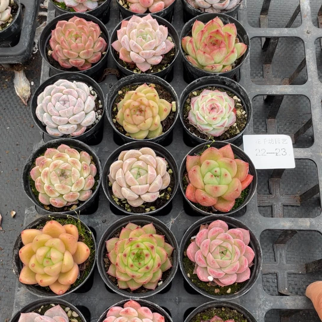 一物一拍18颗22-23