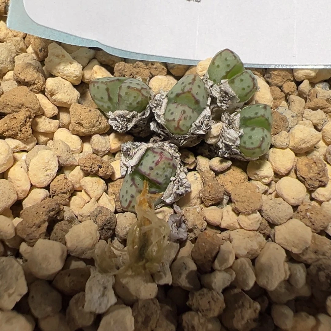 8-137海伦娜多肉植物