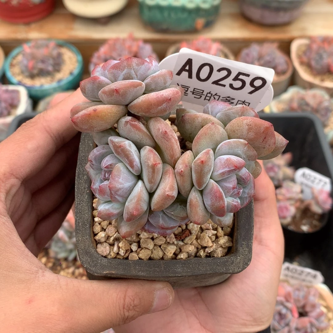 A0259 突尼斯小树 有砍 8.5cm