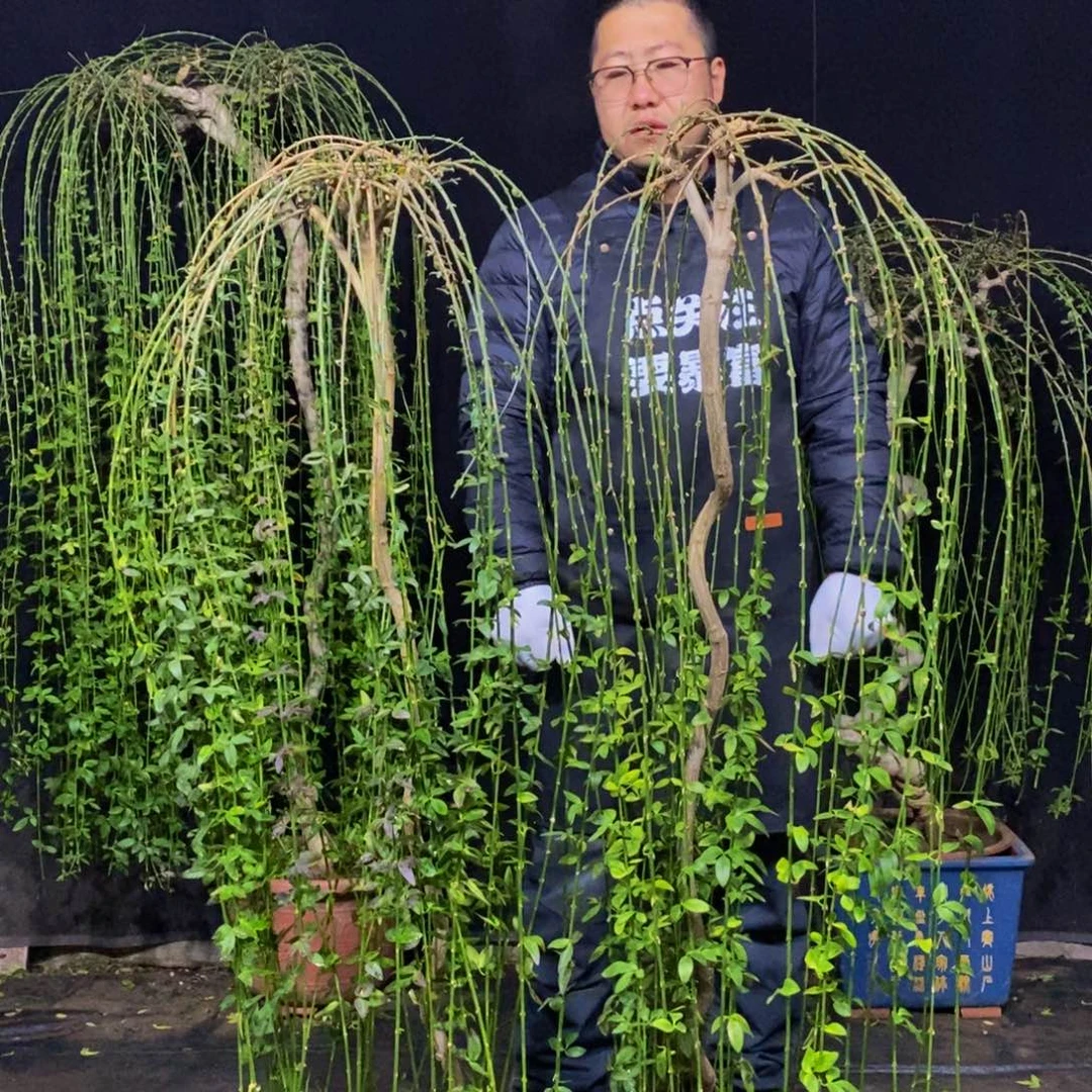 垂枝迎春，一物一拍，落叶