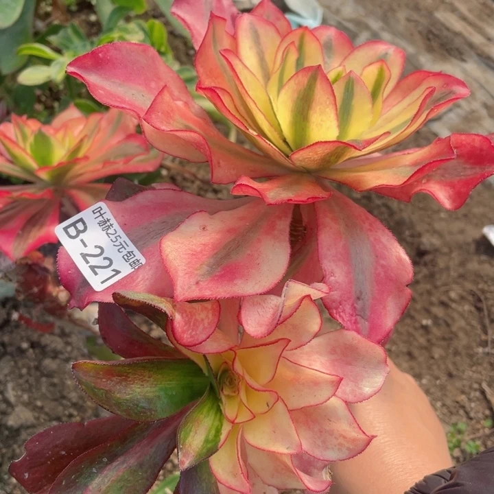 221魅影嫁接多肉1，12345678