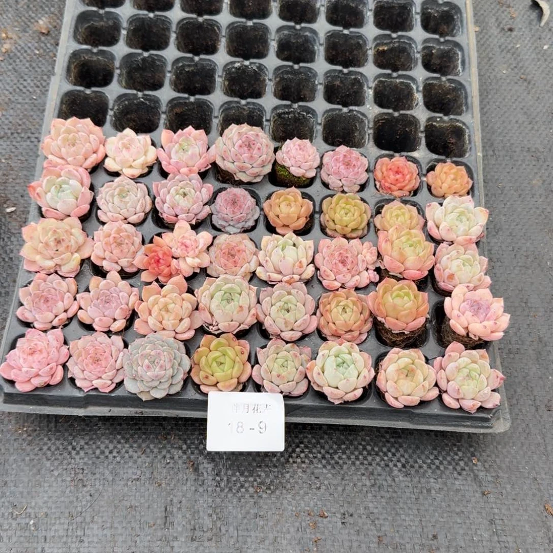 绿姬糖心四十颗量拍18-9