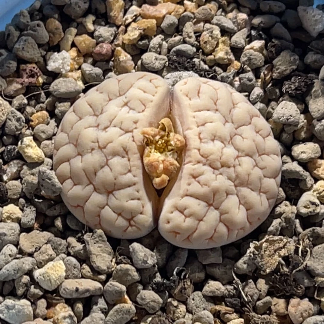 4047白底凹凸189尺寸2.8