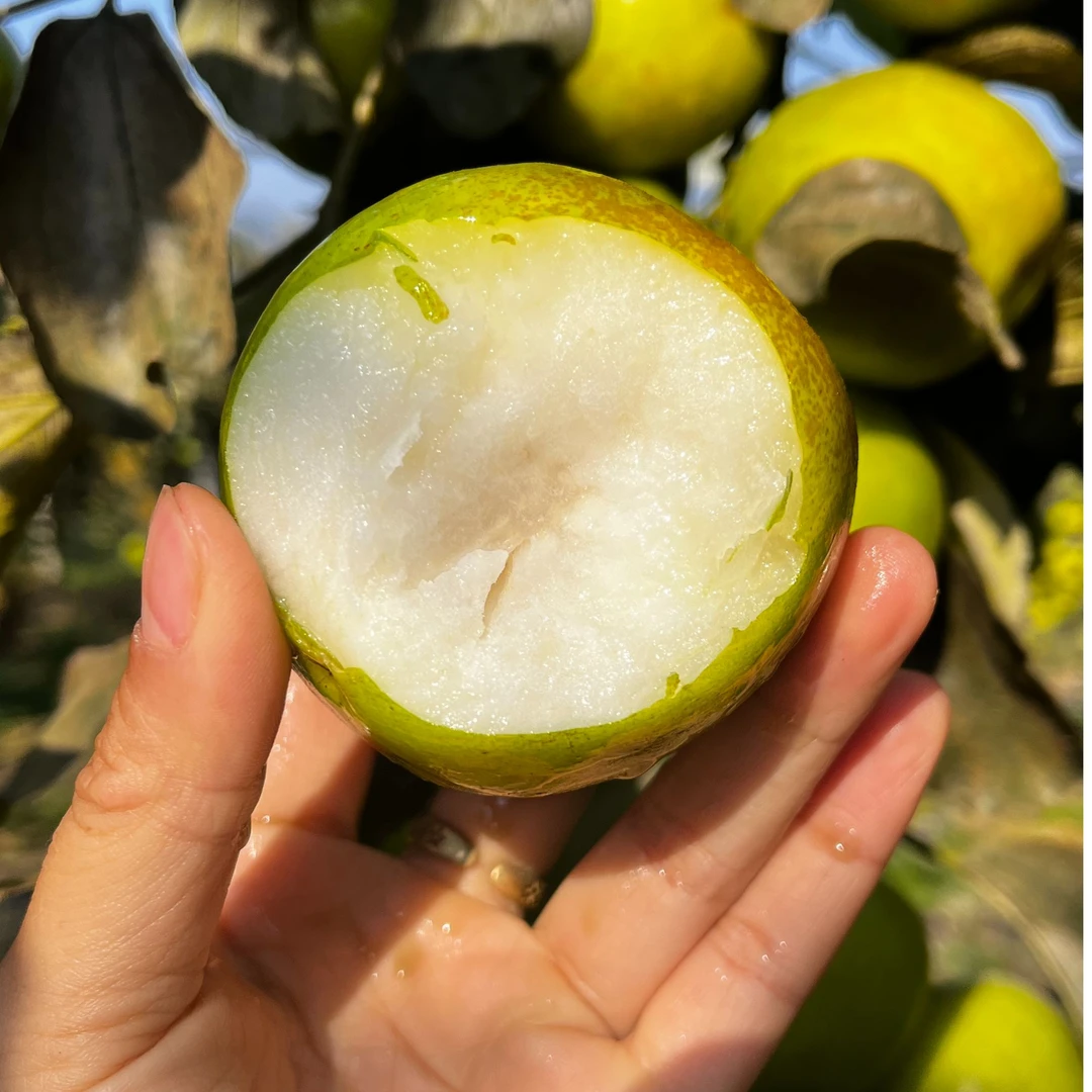 （大果）云南版纳热带苹果青枣 脆甜可口 农民生态种植