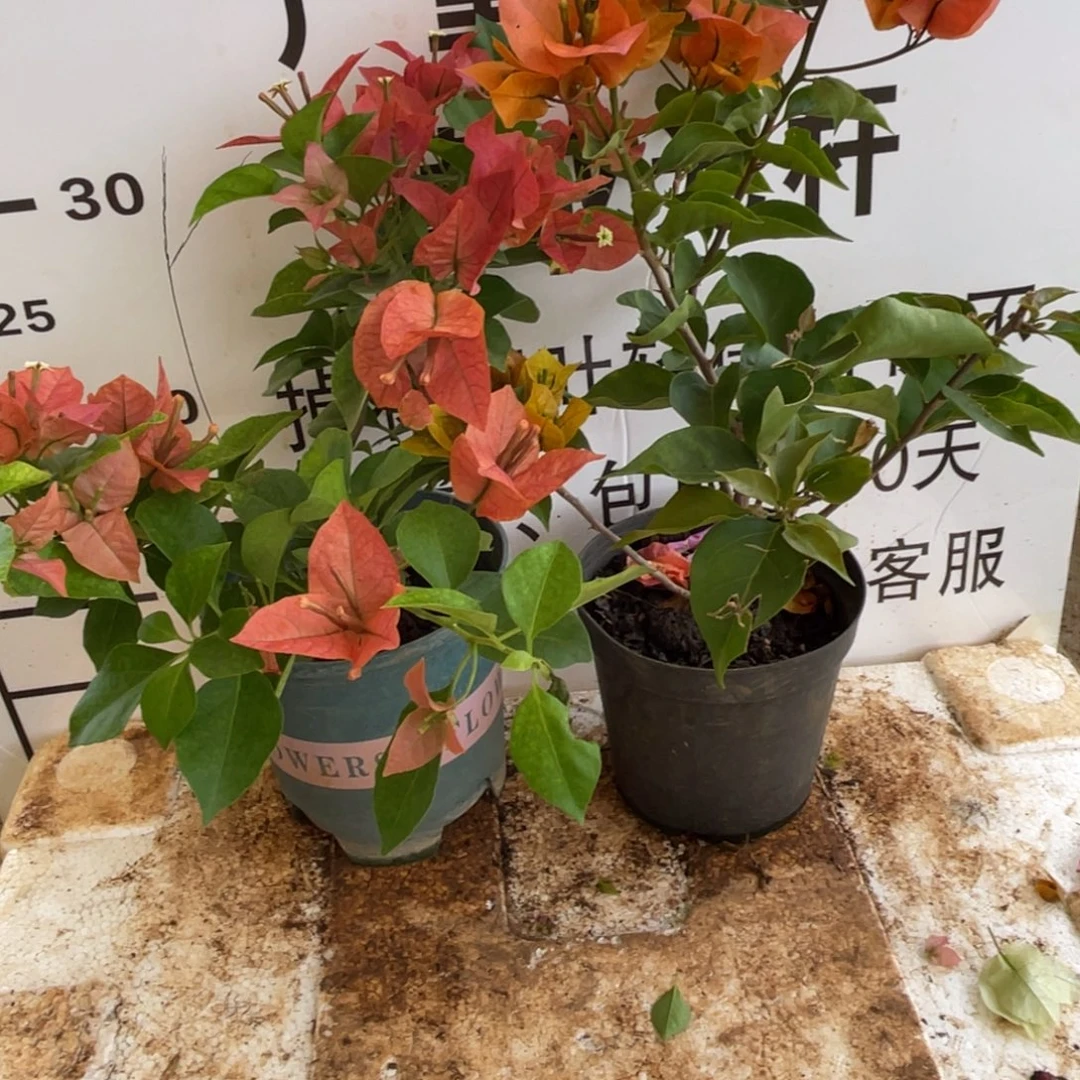 敏***当前无花栽培后可以开花3-9260
