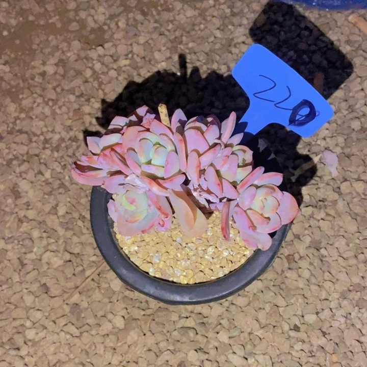 慕*这么久不回来也没什么