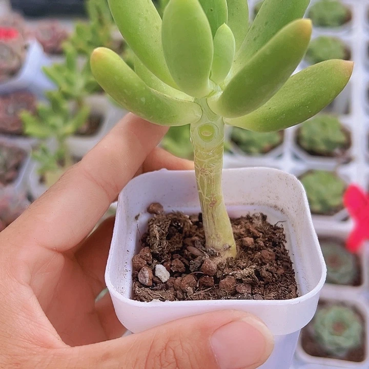 芒果奶多肉19包邮