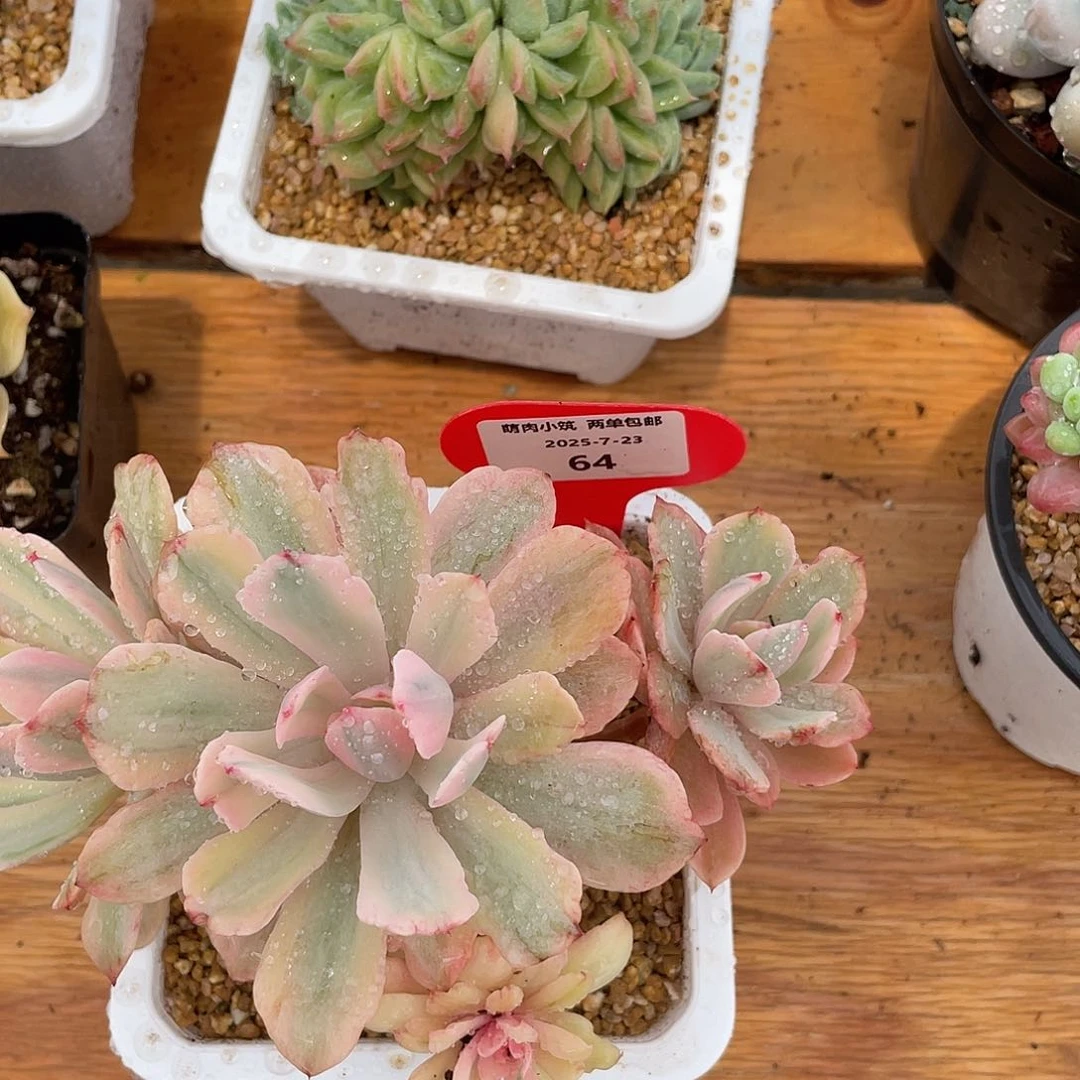 小***。萌肉小筑0723-64花车锦