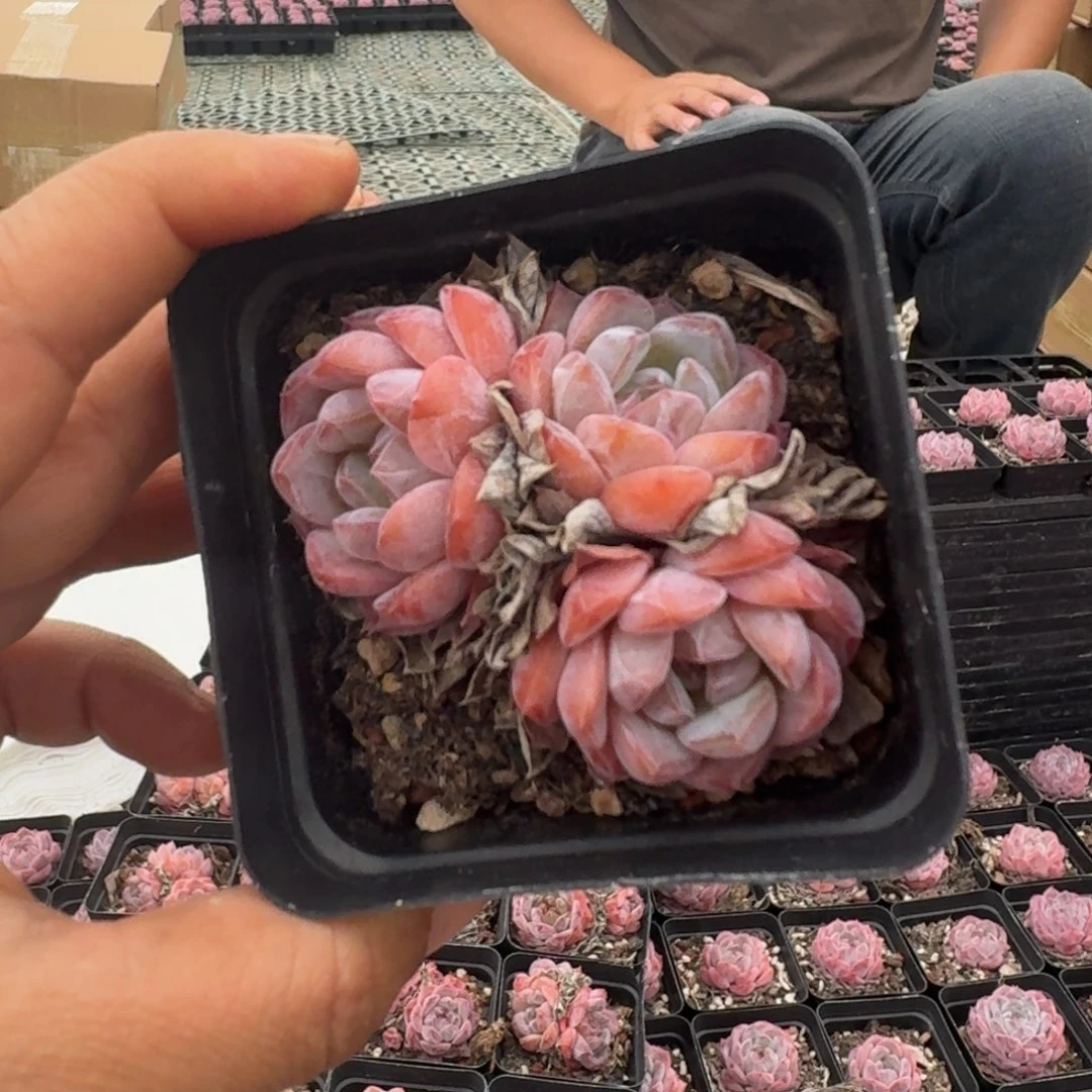 冰糖水晶3头3.5厘米10棵不售后