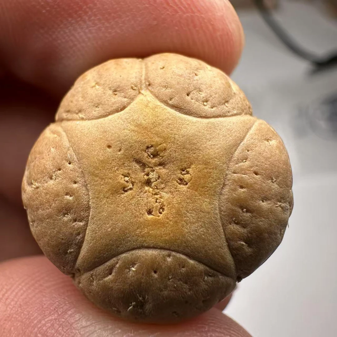 尼泊尔五星菩提，尺寸21，sss系列，货号26