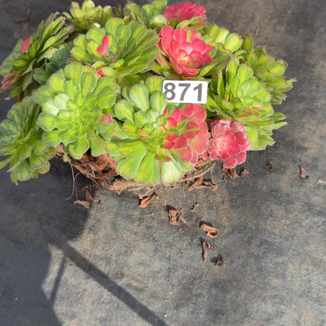 留***࿐871多肉植物知否杆弯