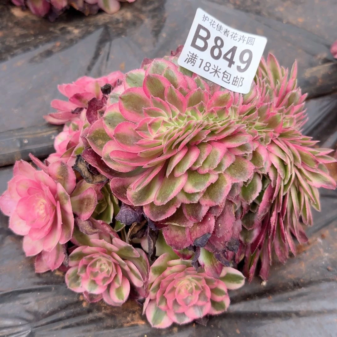 多肉法师荔枝朵朵