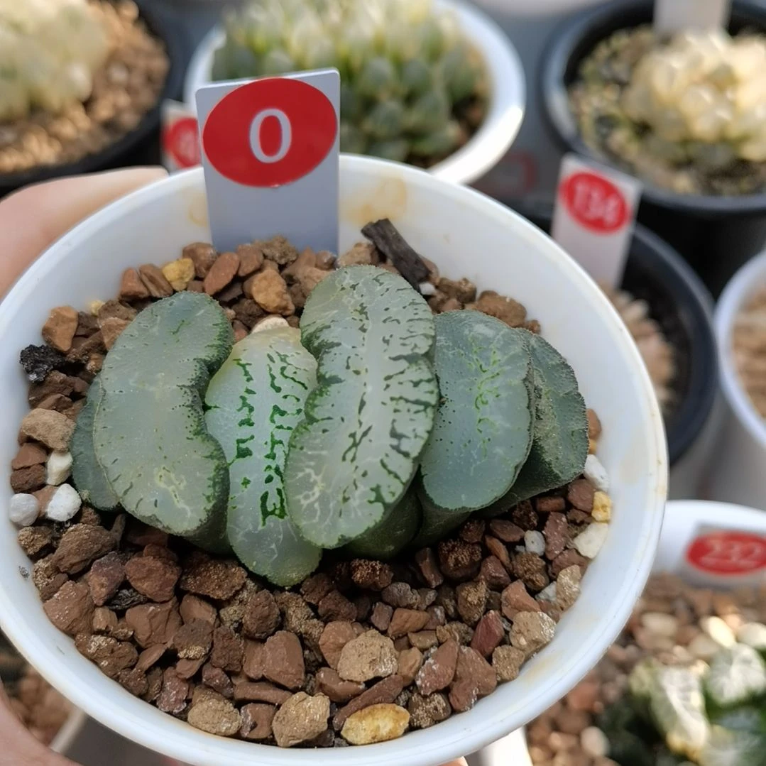 0号蓝翼玉扇一物一拍带盆土发货