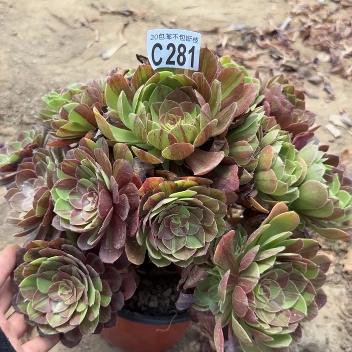 花月夜……多肉植物……