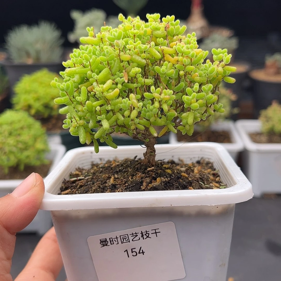 154号密橘糖球11.5多肉