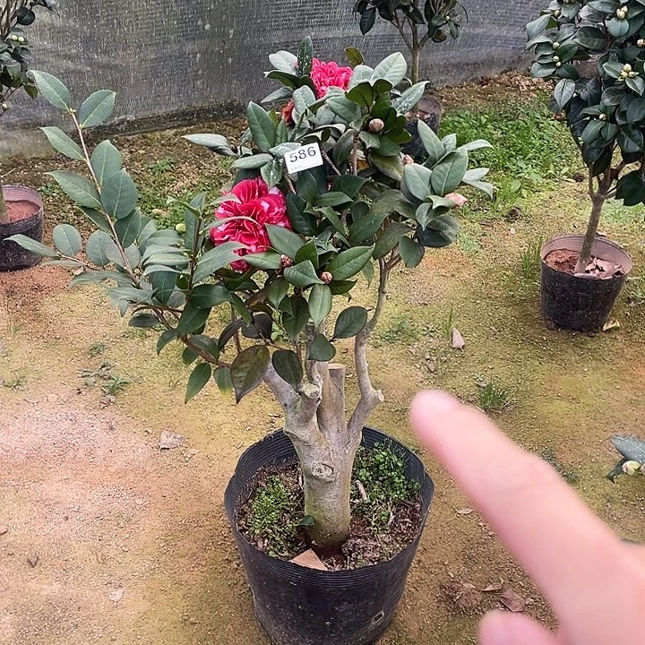 完全开放红叶贝拉复色586顺丰
