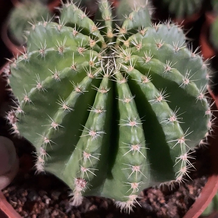 实生细刺彩草带盆土