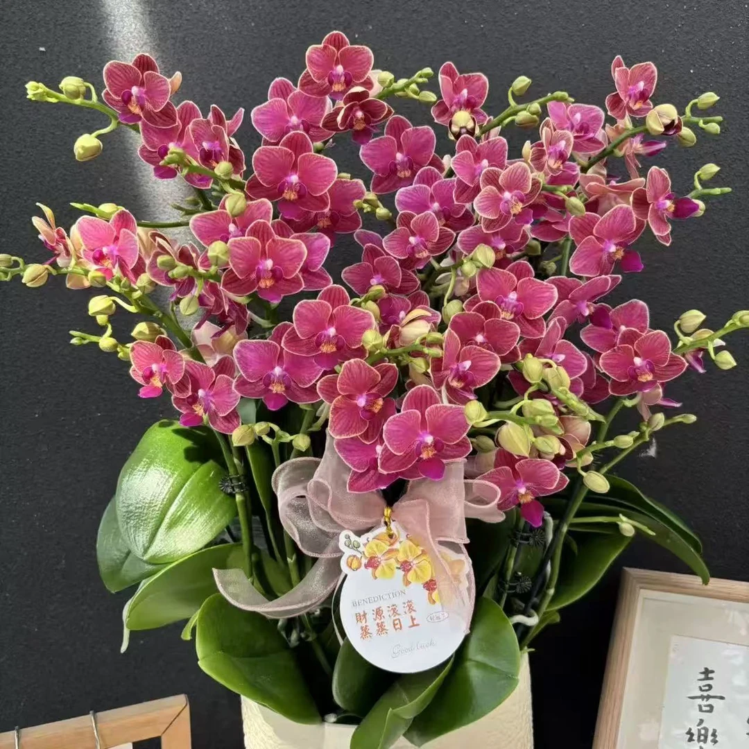 【金边玲珑3花剑】稀有品种 变异闪电边蝴蝶兰