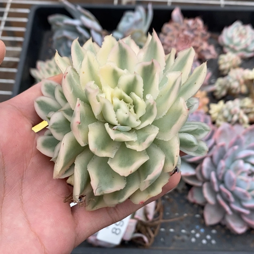 紫蝴蝶多肉植物8977