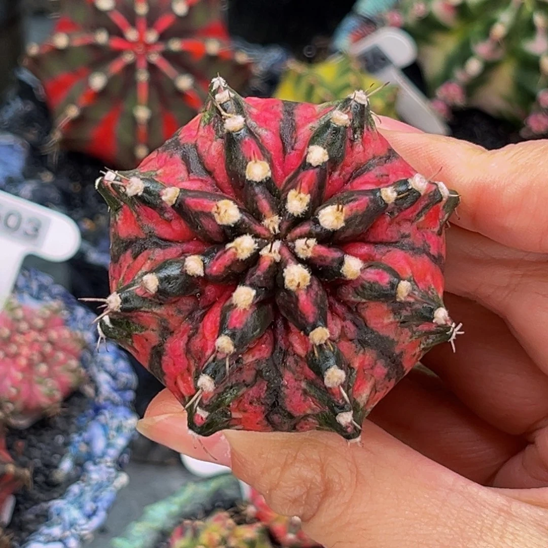 黑海神锦 米哈仙人球