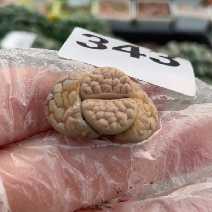 343荒玉杂l l l l l l l l l