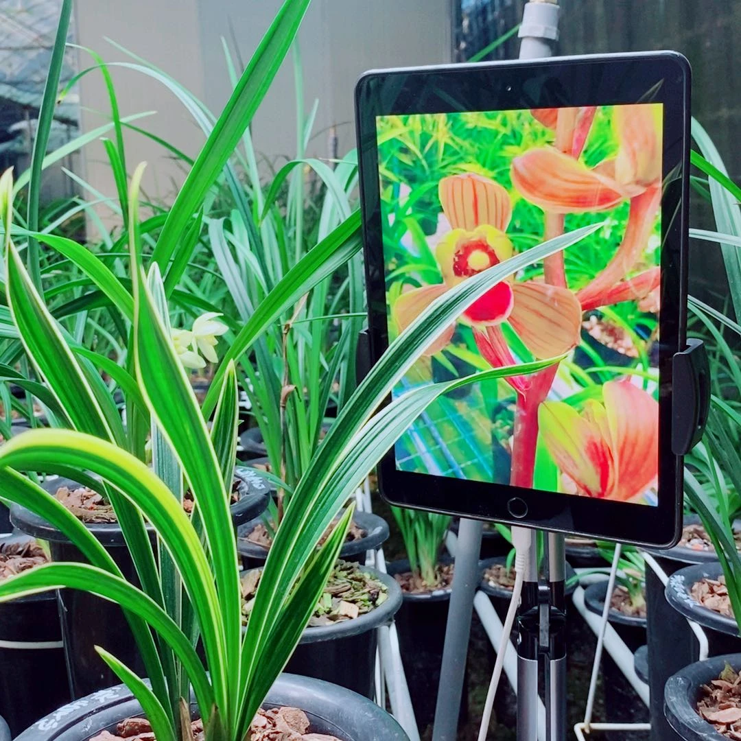 当前无花栽培后可以开花