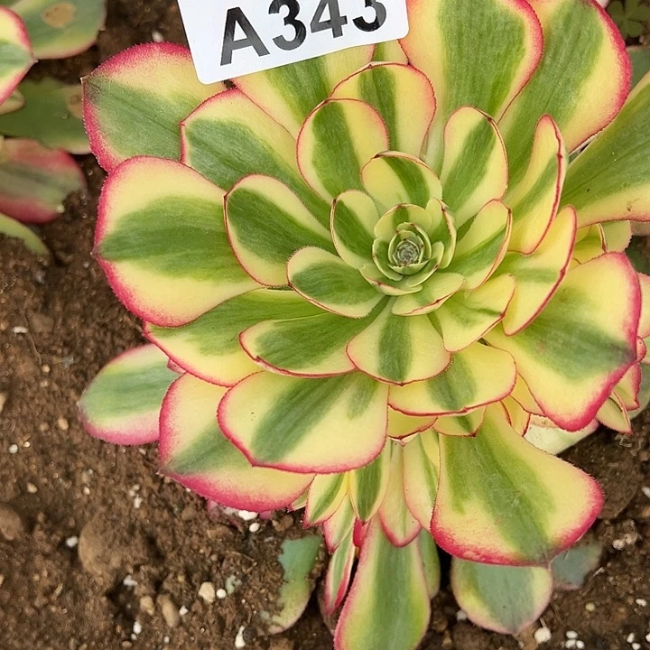 多肉植物343不售后