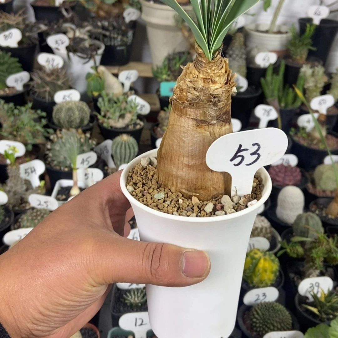 巨凤之卵一物一拍