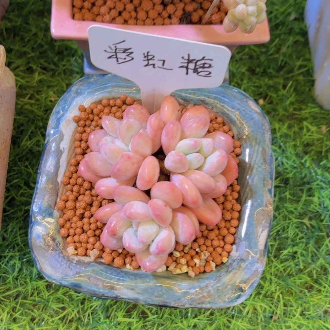 静我的小可爱们都好可爱