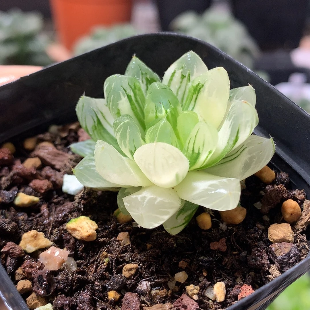 36号龙鳞玉露锦带盆土