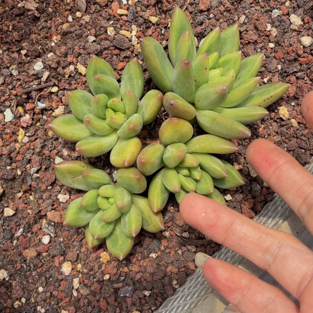 无花朵暖****)米其林4头