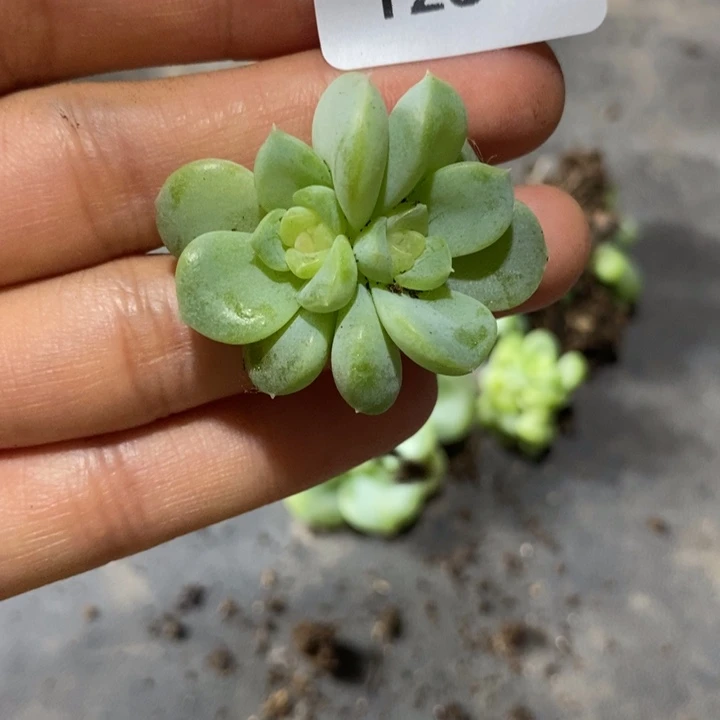 标签128珍妮一个多肉