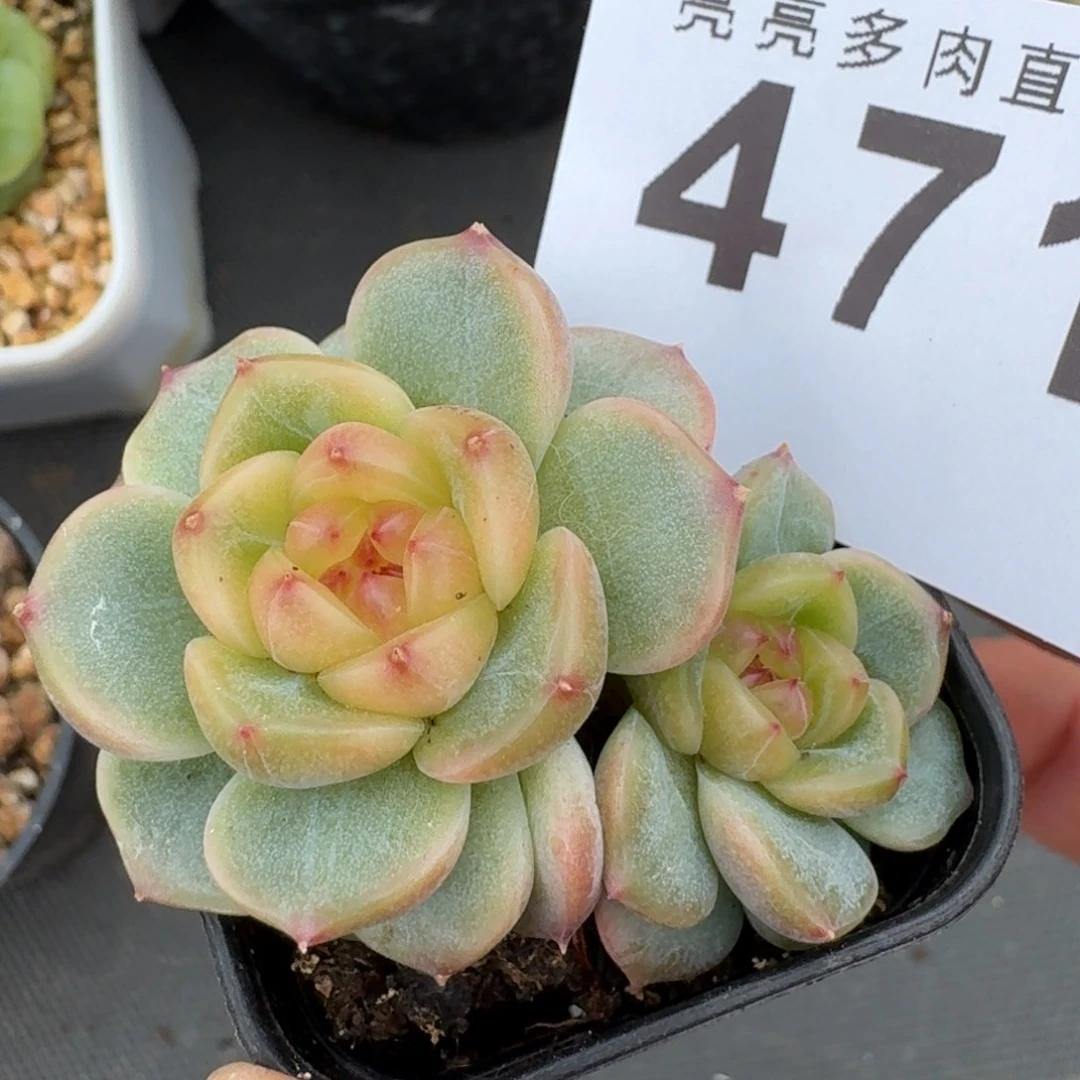 荔枝甜心            精美多肉植物