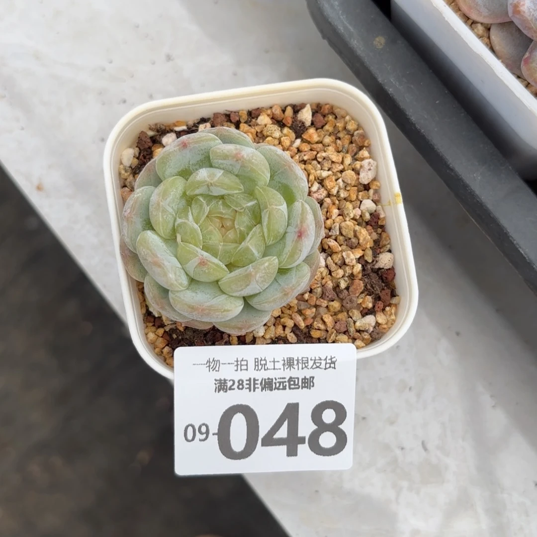 白恋单头多肉多肉多肉