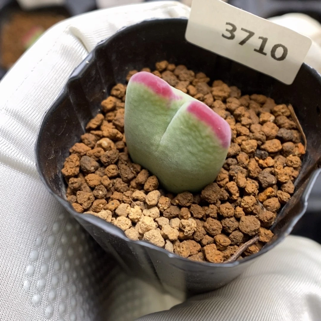 多肉植物肉锥杂交K-3710（1.7）毛将杂