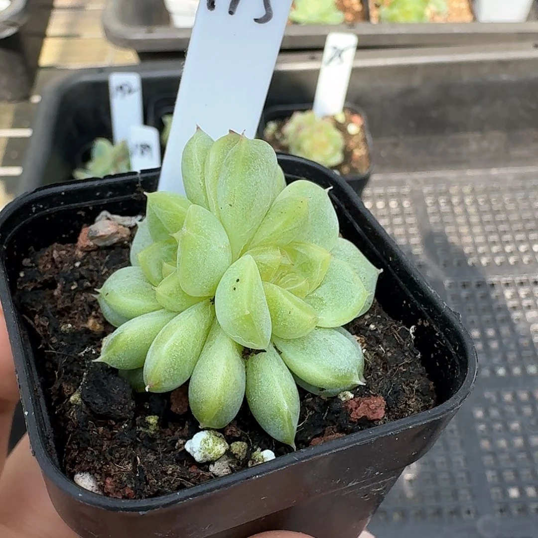 175号双头柠檬甜心多肉