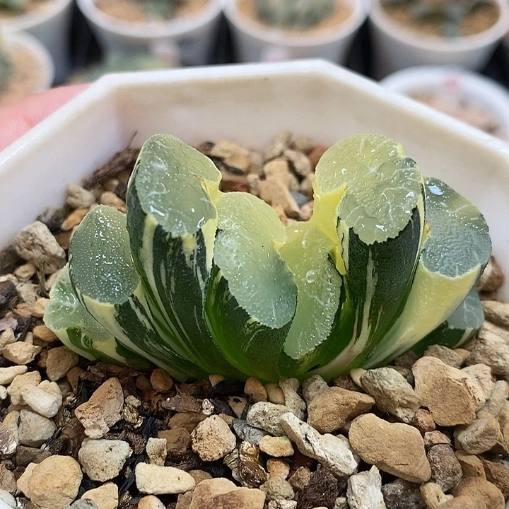 68-1大绳玉扇锦一物一拍