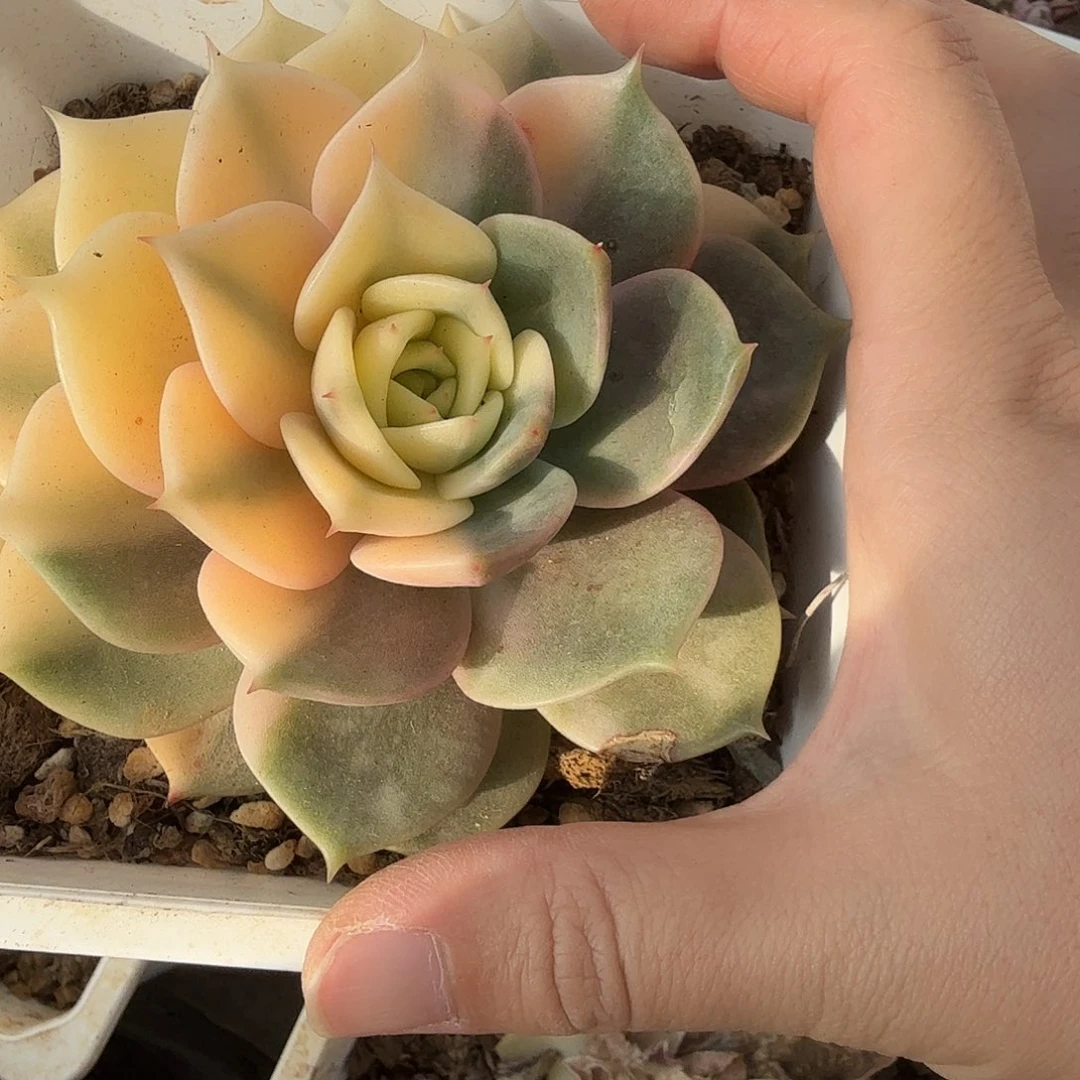 包*抠贝加尔湖锦，多肉植物