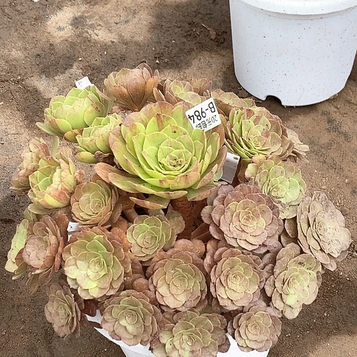 984花月夜多肉植物法师
