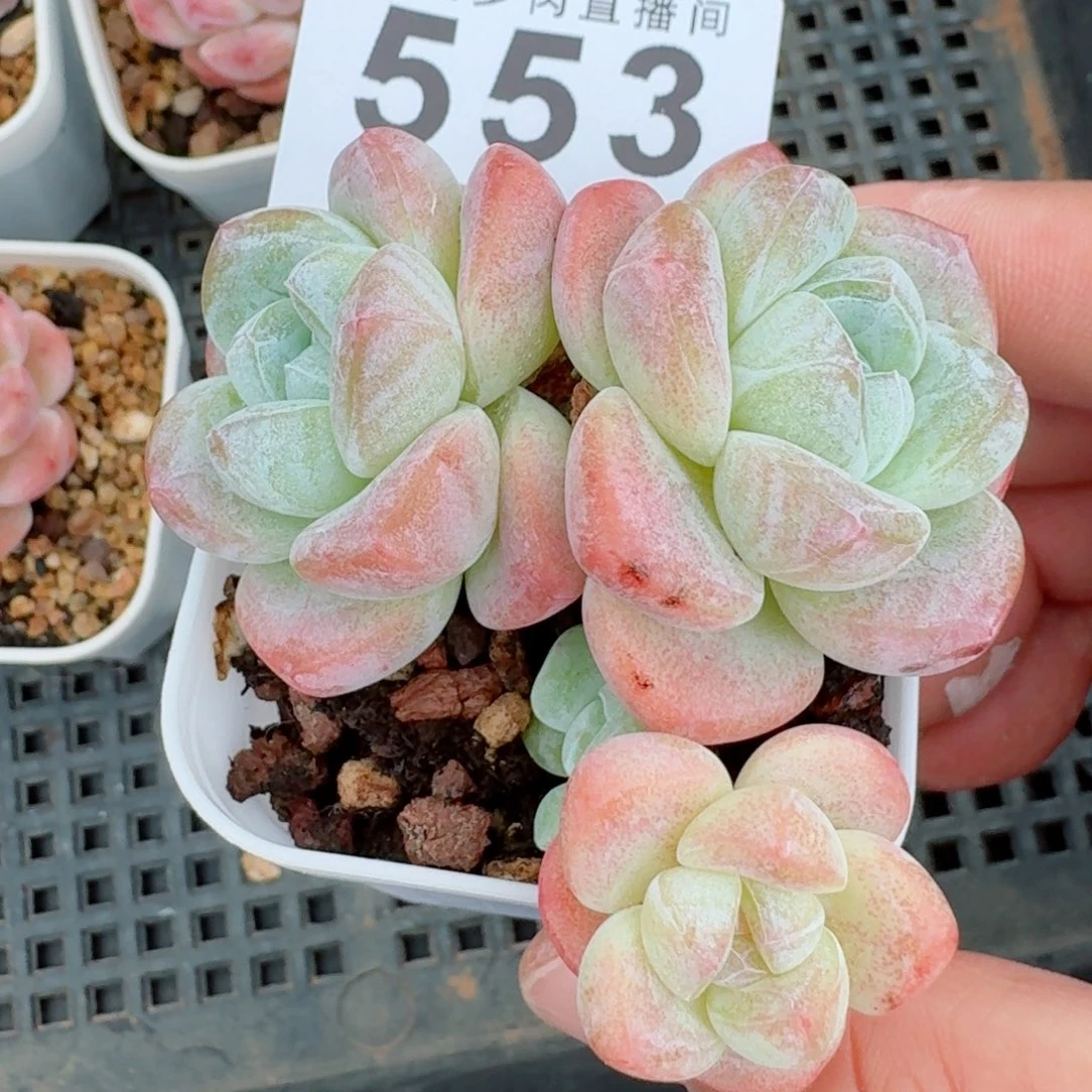 糖心冰玉            精美多肉植物
