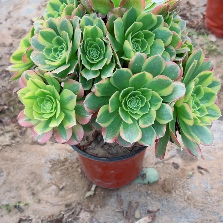 496奶白多肉植物