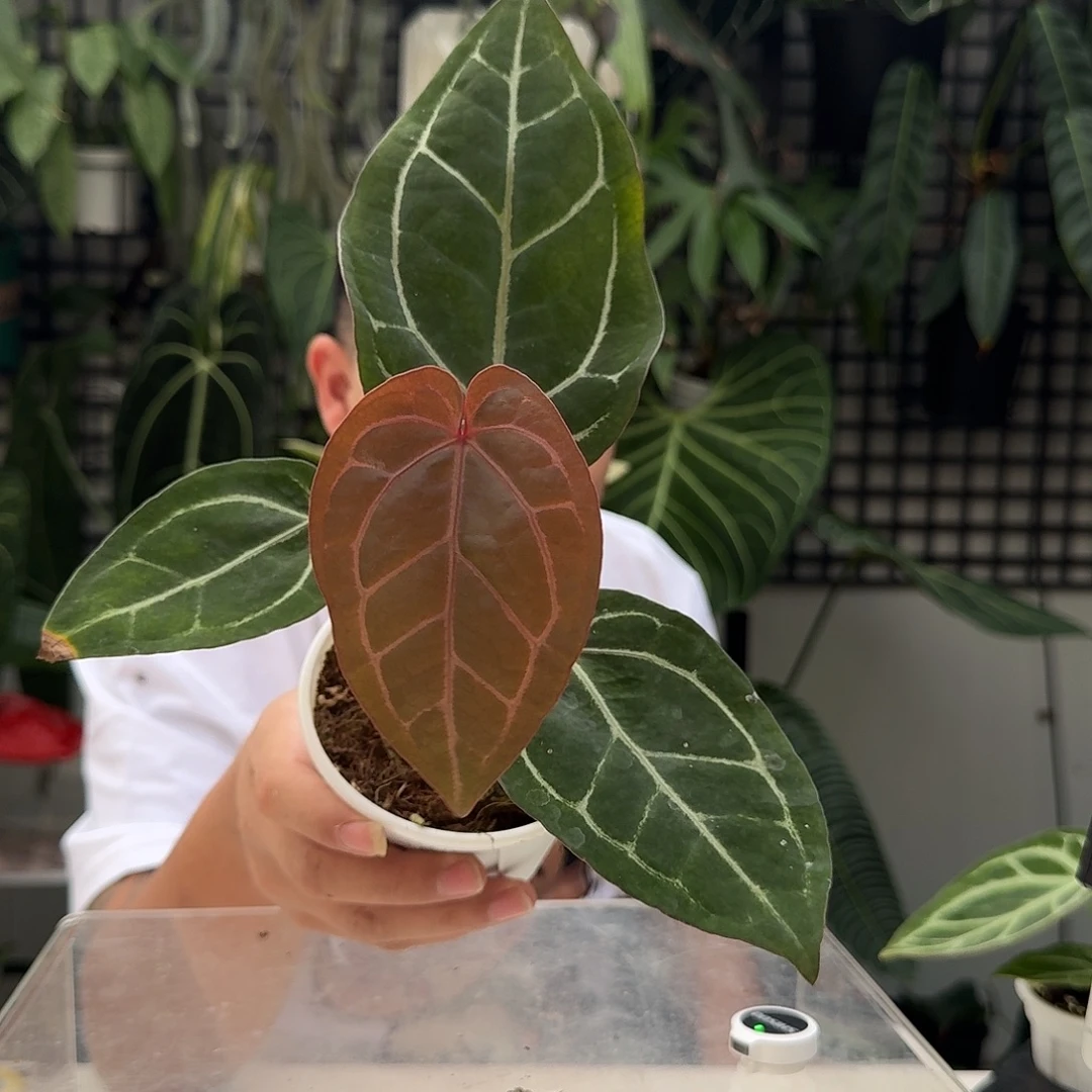 完全开放V169神奇男孩杂紫水晶