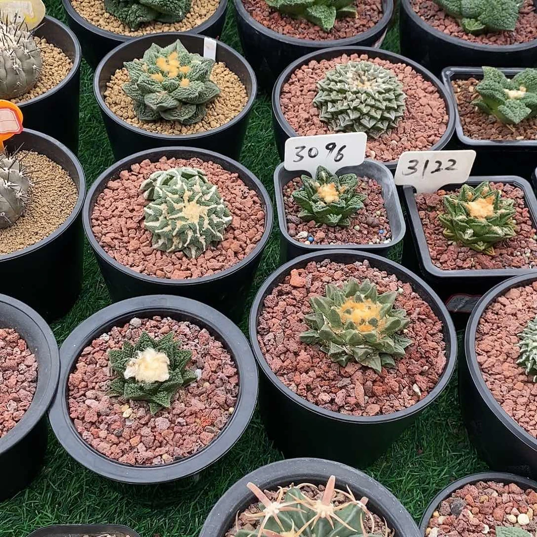 仙人球花友专拍好